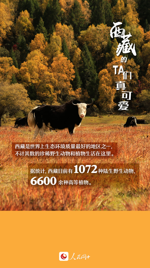 近距離觀察西藏“萌物”，走起！